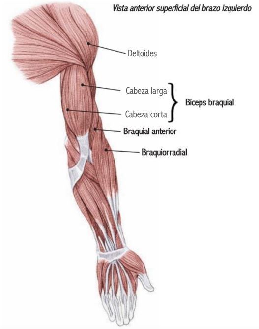 músculos del bíceps