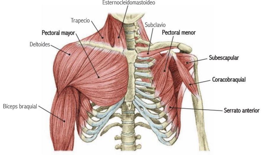 músculos del pectoral