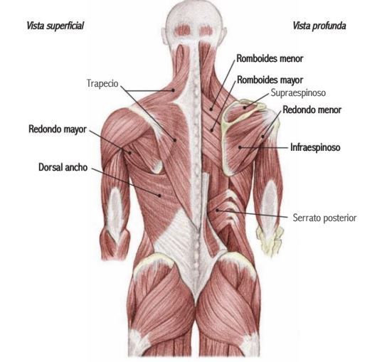 músculos de la espalda