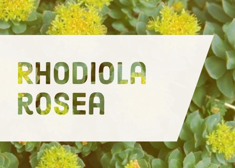 Beneficios Rhodiola rosea
