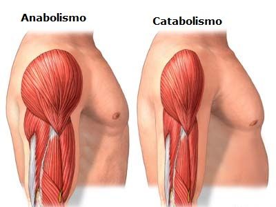 Catabolismo muscular